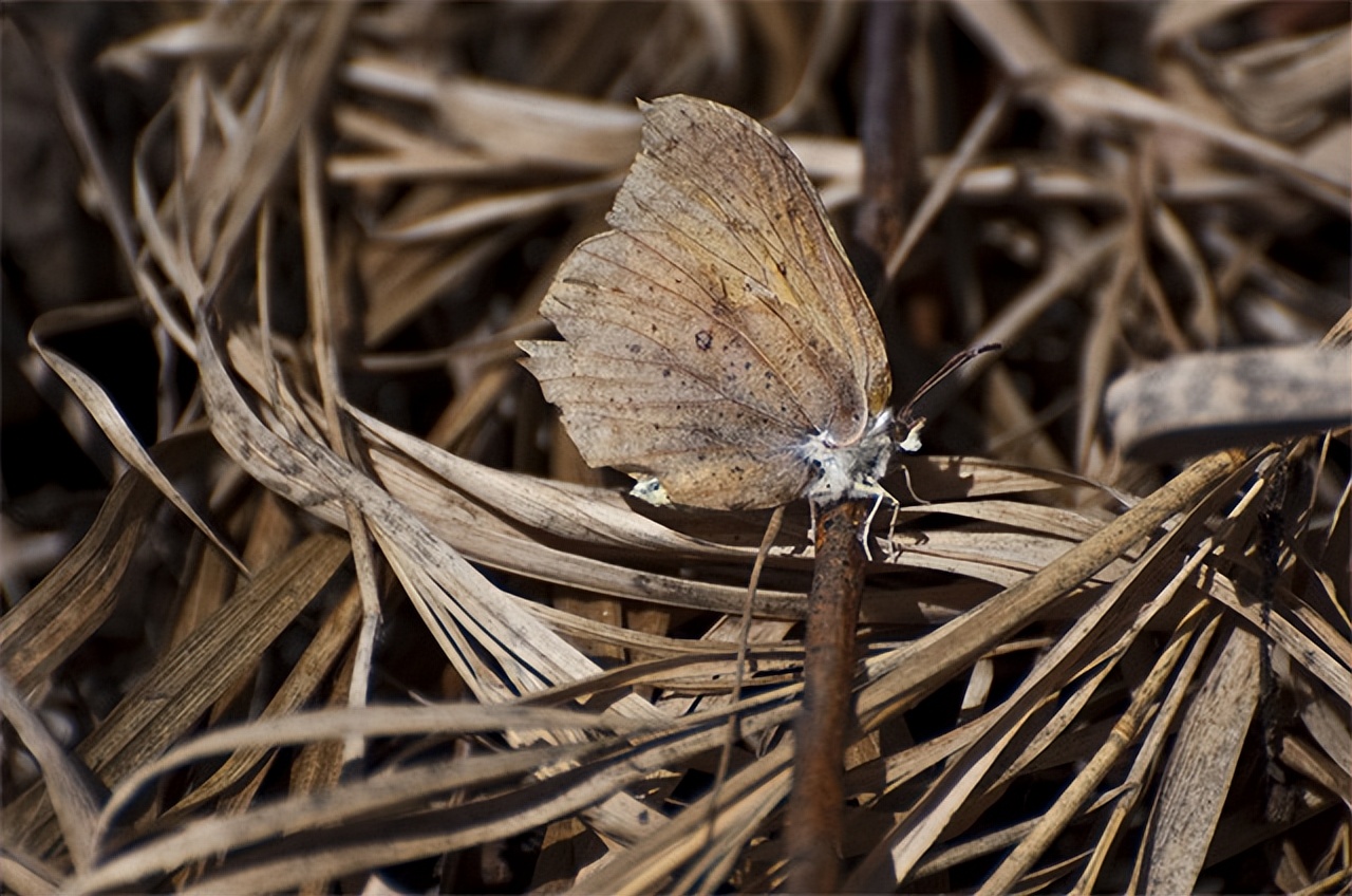 枯叶蝶颜色纹理特征_枯叶蝴蝶阅读练习及答案_枯叶蝶伪装技巧