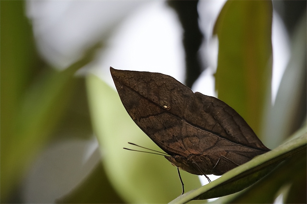 枯叶蝶颜色纹理特征_枯叶蝶伪装技巧_枯叶蝴蝶阅读练习及答案