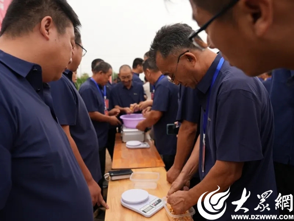 登海玉米种哪个产量高_招远农民丰收节_山东招远农业高质量发展