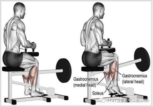 健身入门词汇_健身手套什么品牌好_健身解剖词汇
