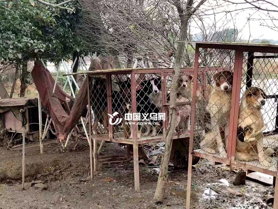 偷狗贼 义乌犬只 盗窃犬只_关于偷狗贼的新闻